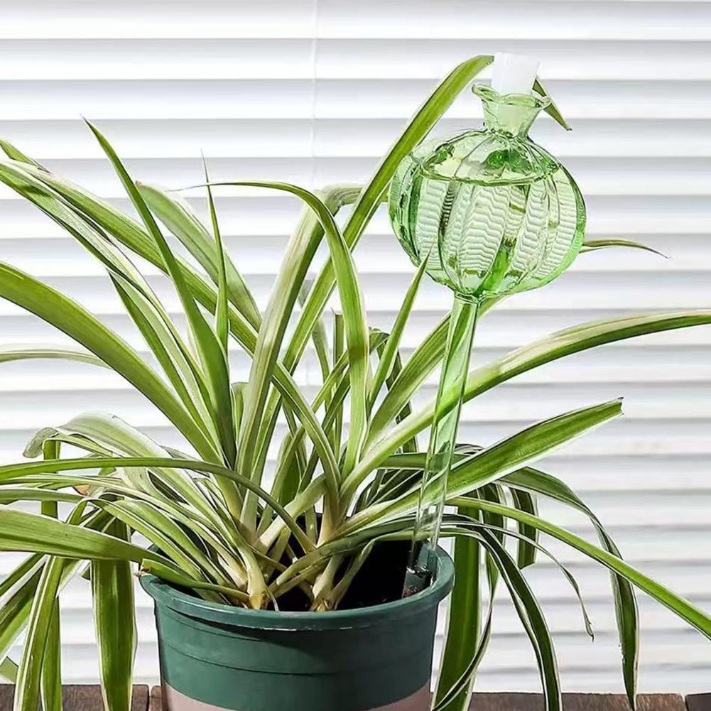 24cm Cactus Self Watering Bulb - Self Watering Insert review and price