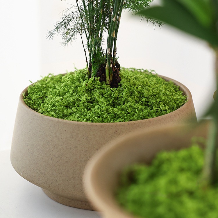 Large Pack Realistic Artificia - Sphagnum Moss Dry review and price